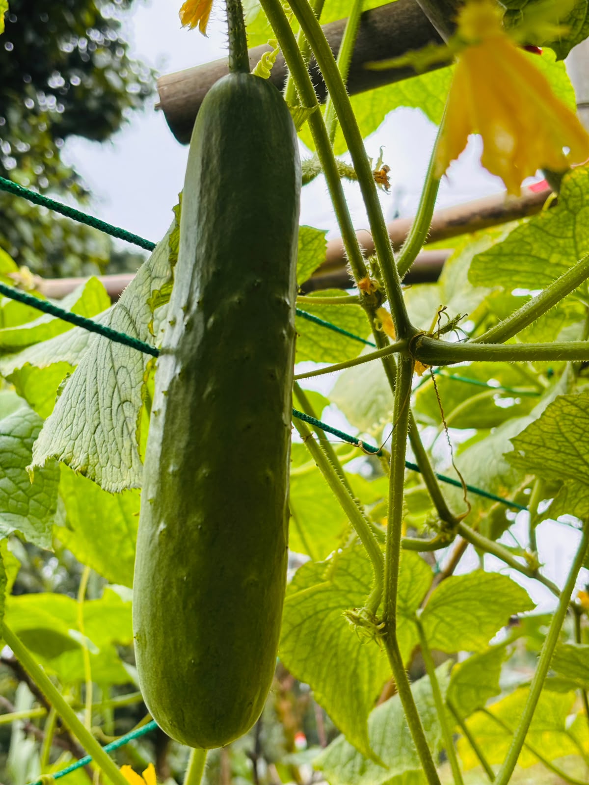 Garden cucumber on vine