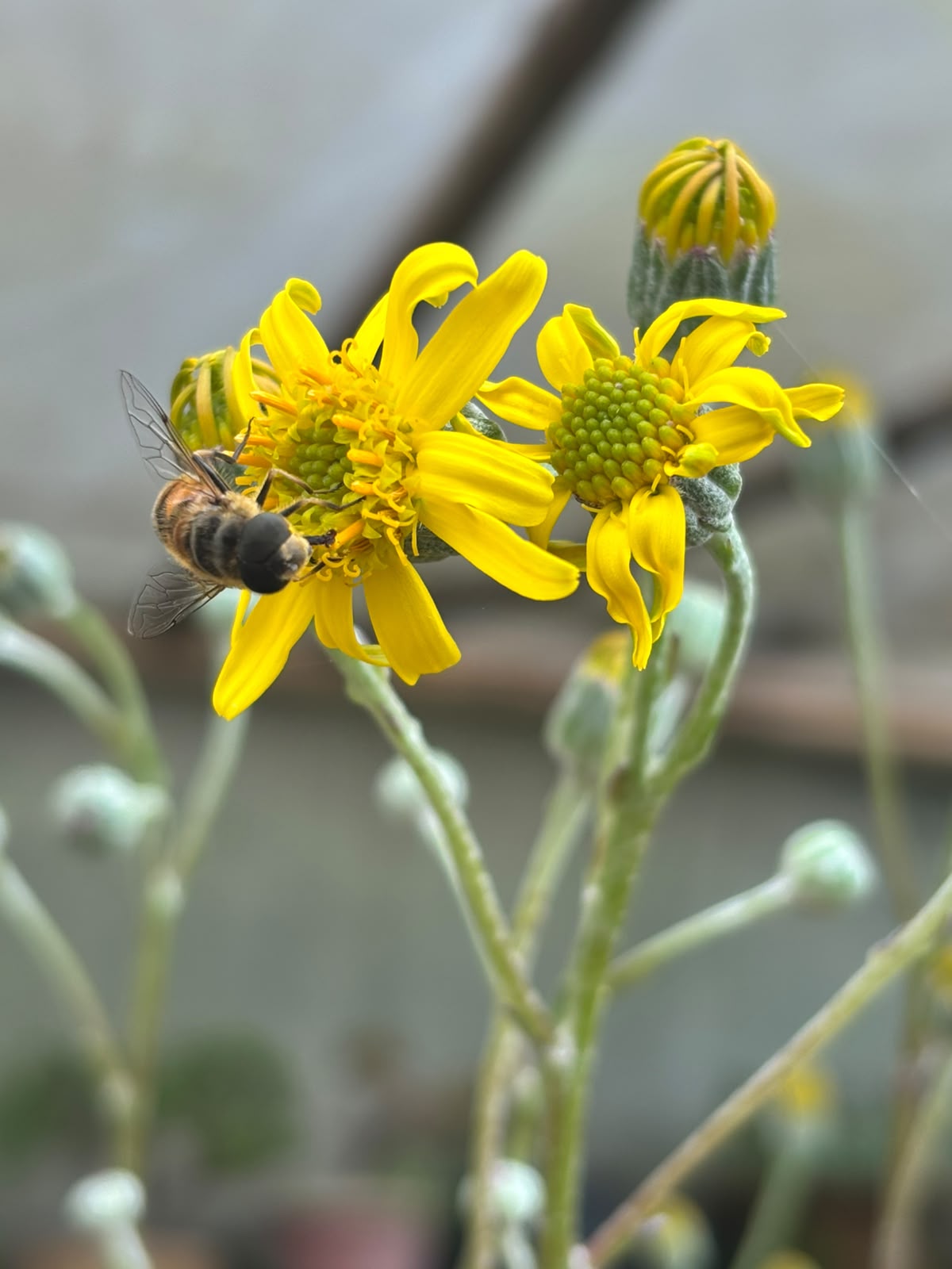 Honeybee on flower
