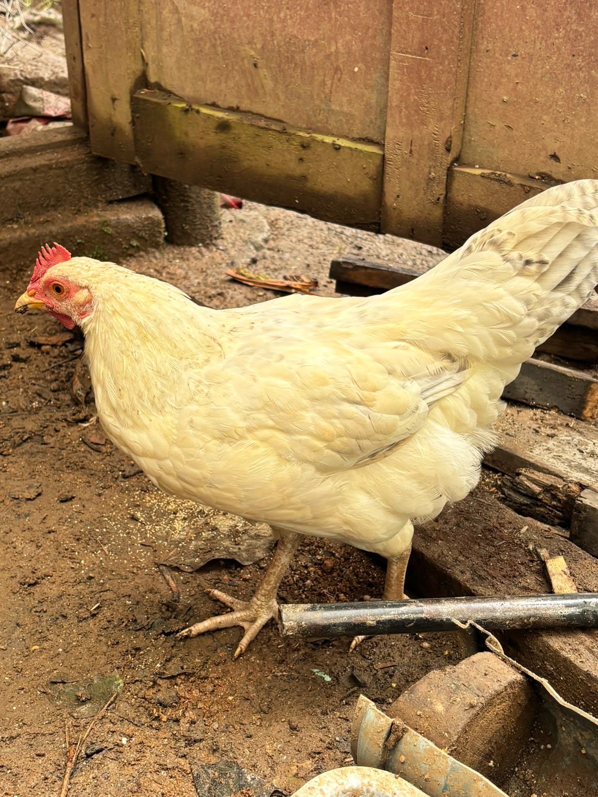 Free-range country chicken