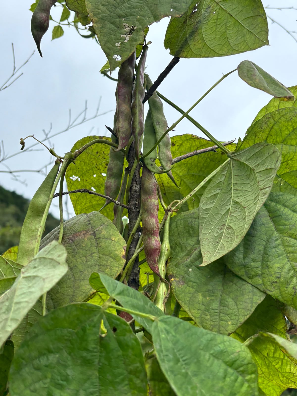 Climbing pole beans