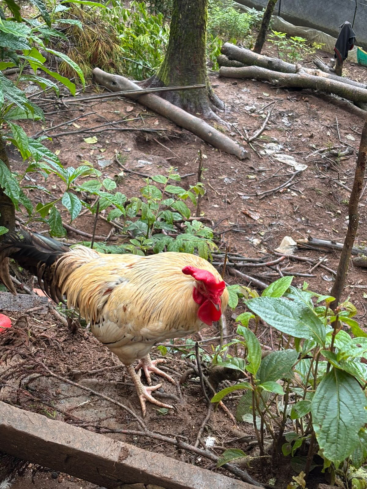 Homestead Rooster