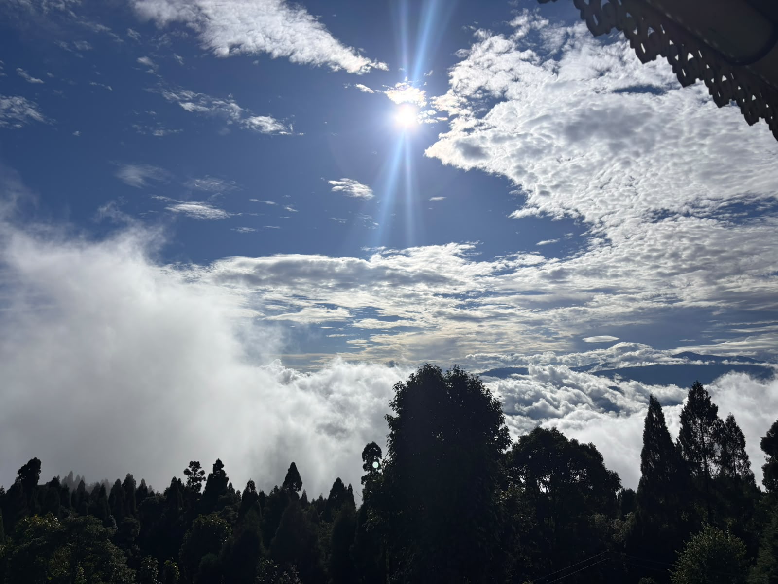 Morning Sunburst Through Pines