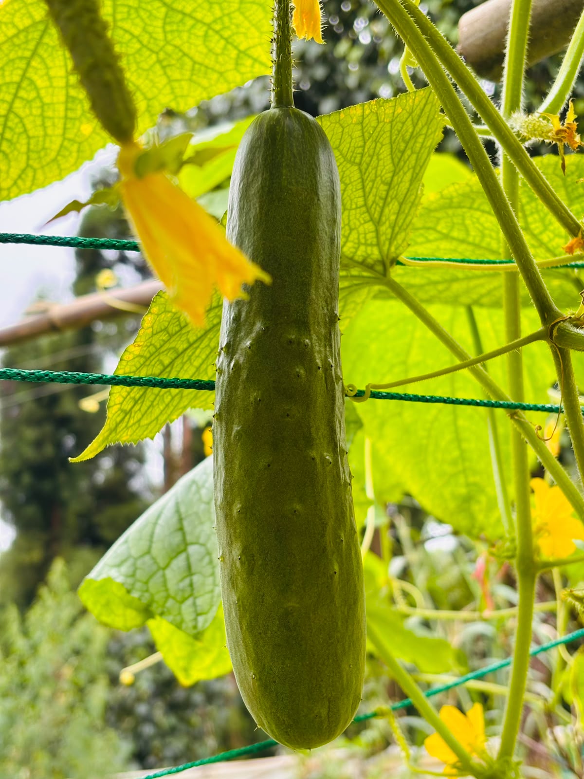 Garden Harvest Cucumber Closeup