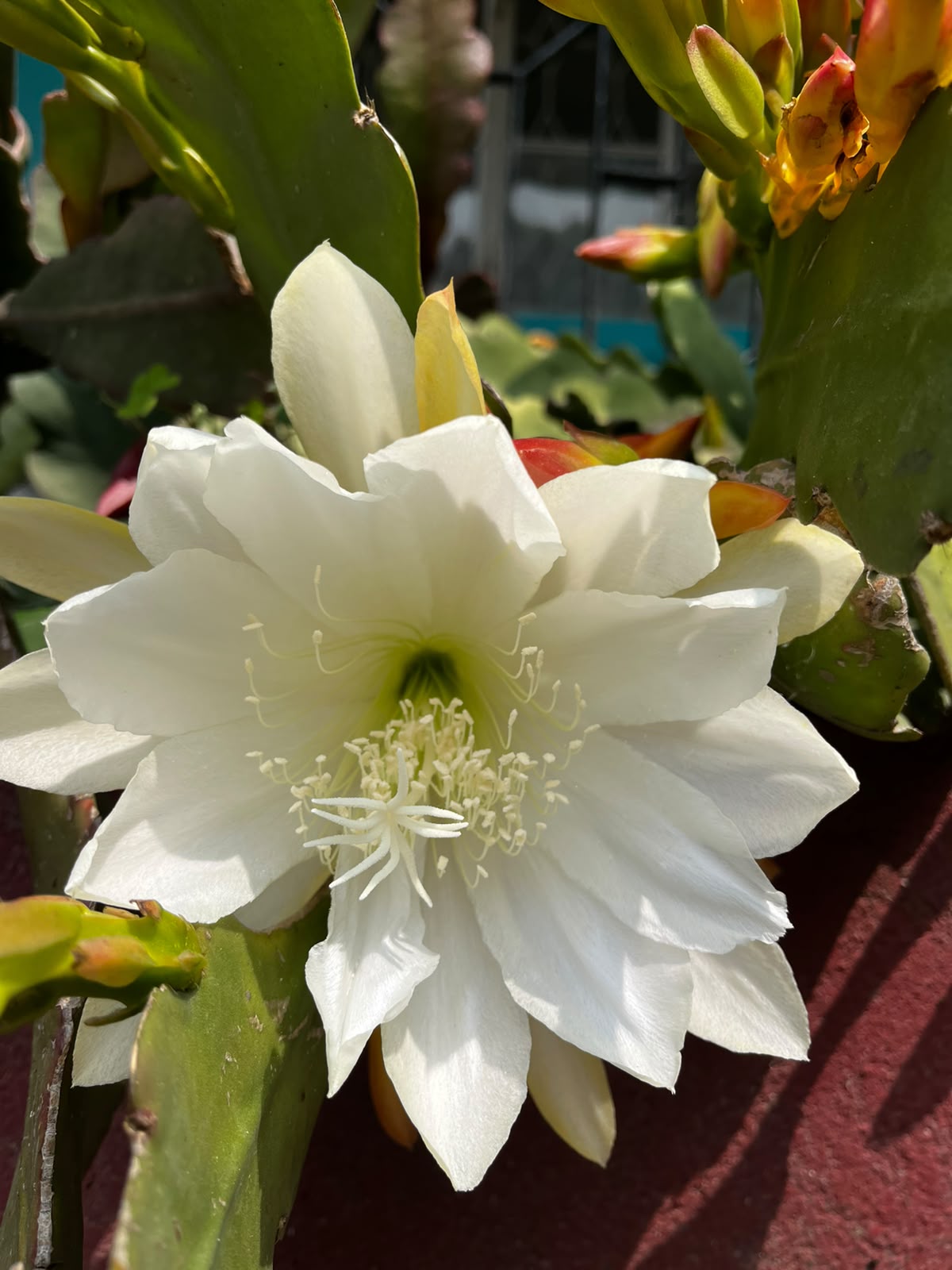 Night-Blooming Cereus (Brahma Kamal)