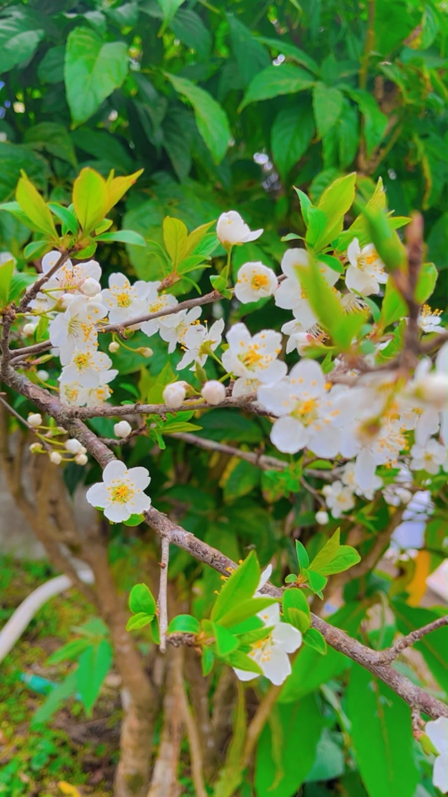 Himalayan Spring Blossoms