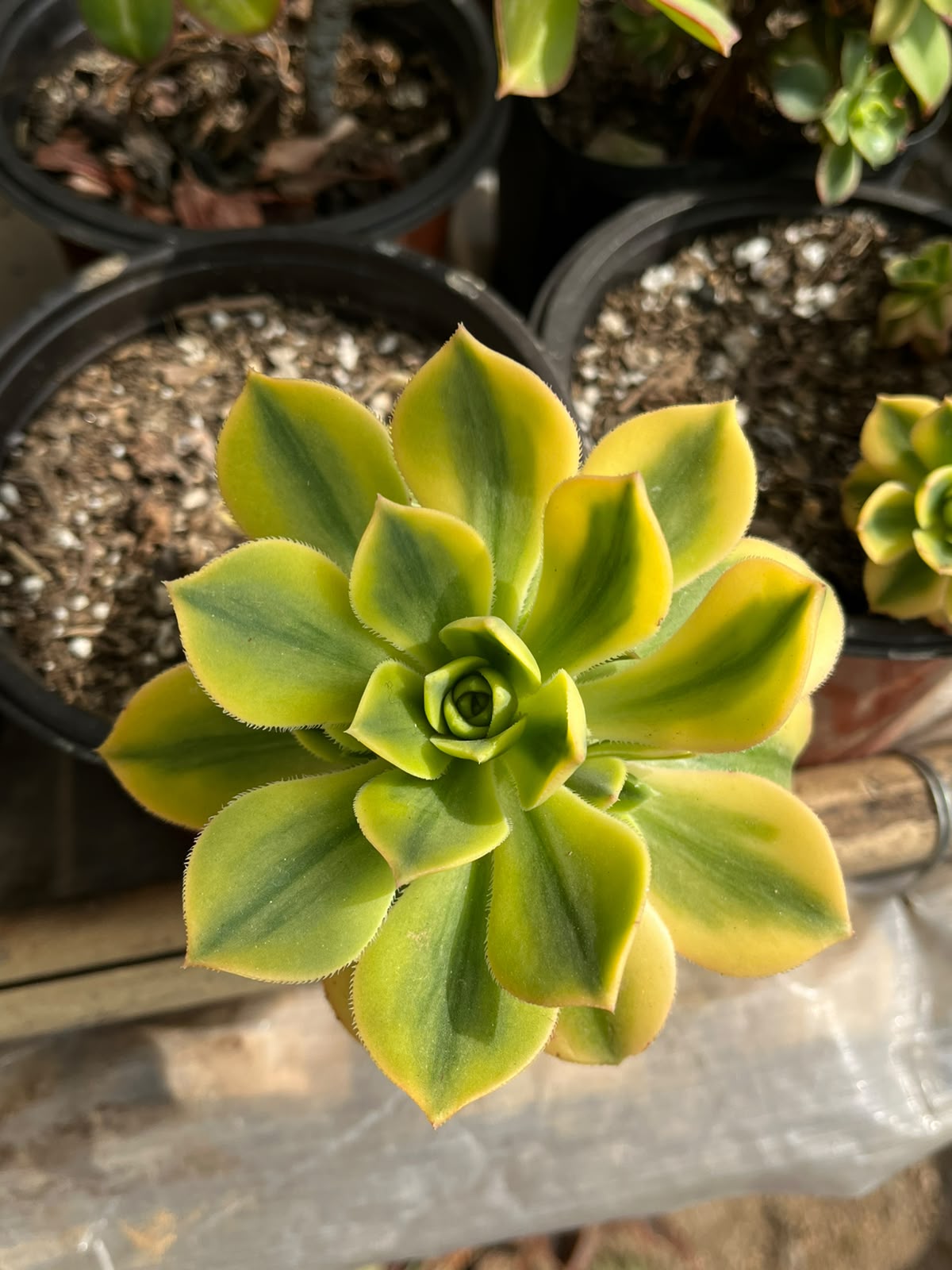 Variegated Golden Aeonium
