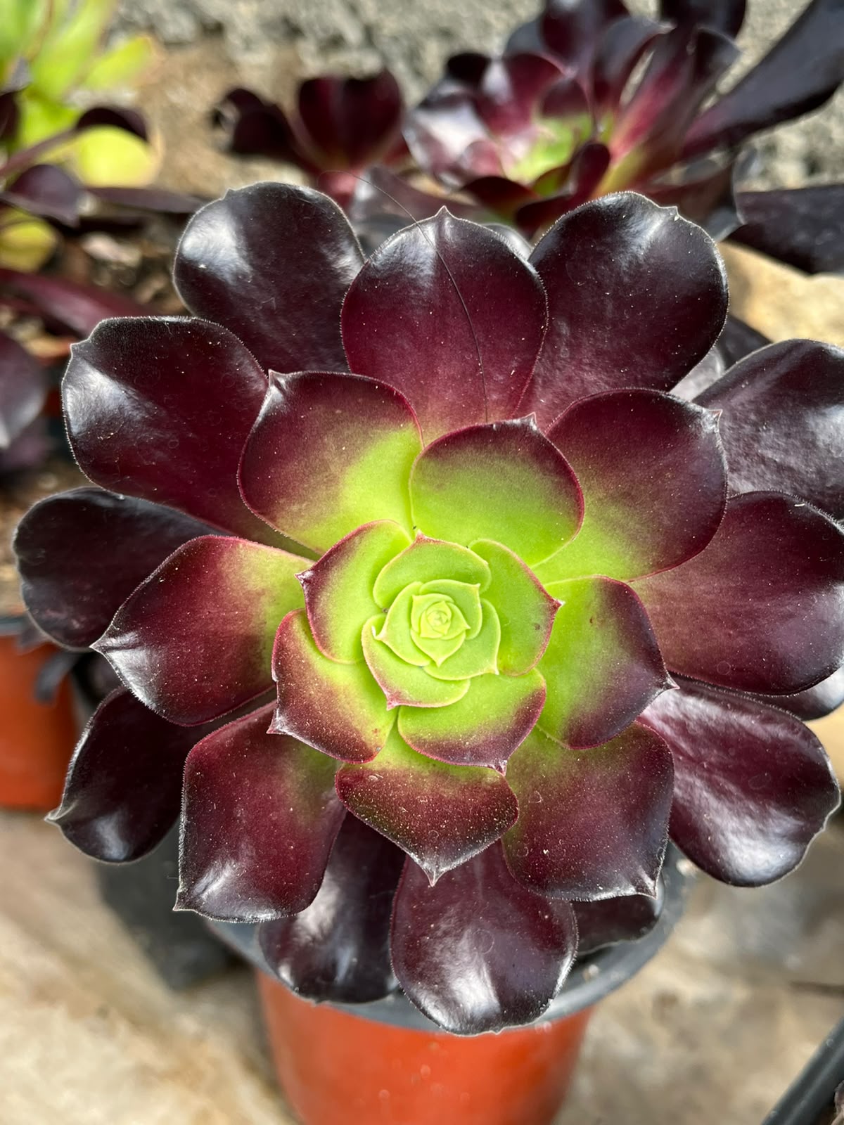 Black Rose Aeonium (Zwartkop)