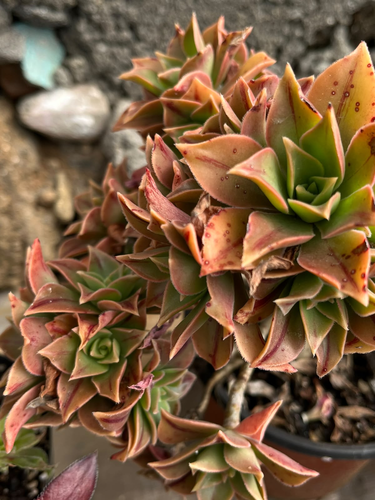 Sun-Kissed Terracotta Rosettes