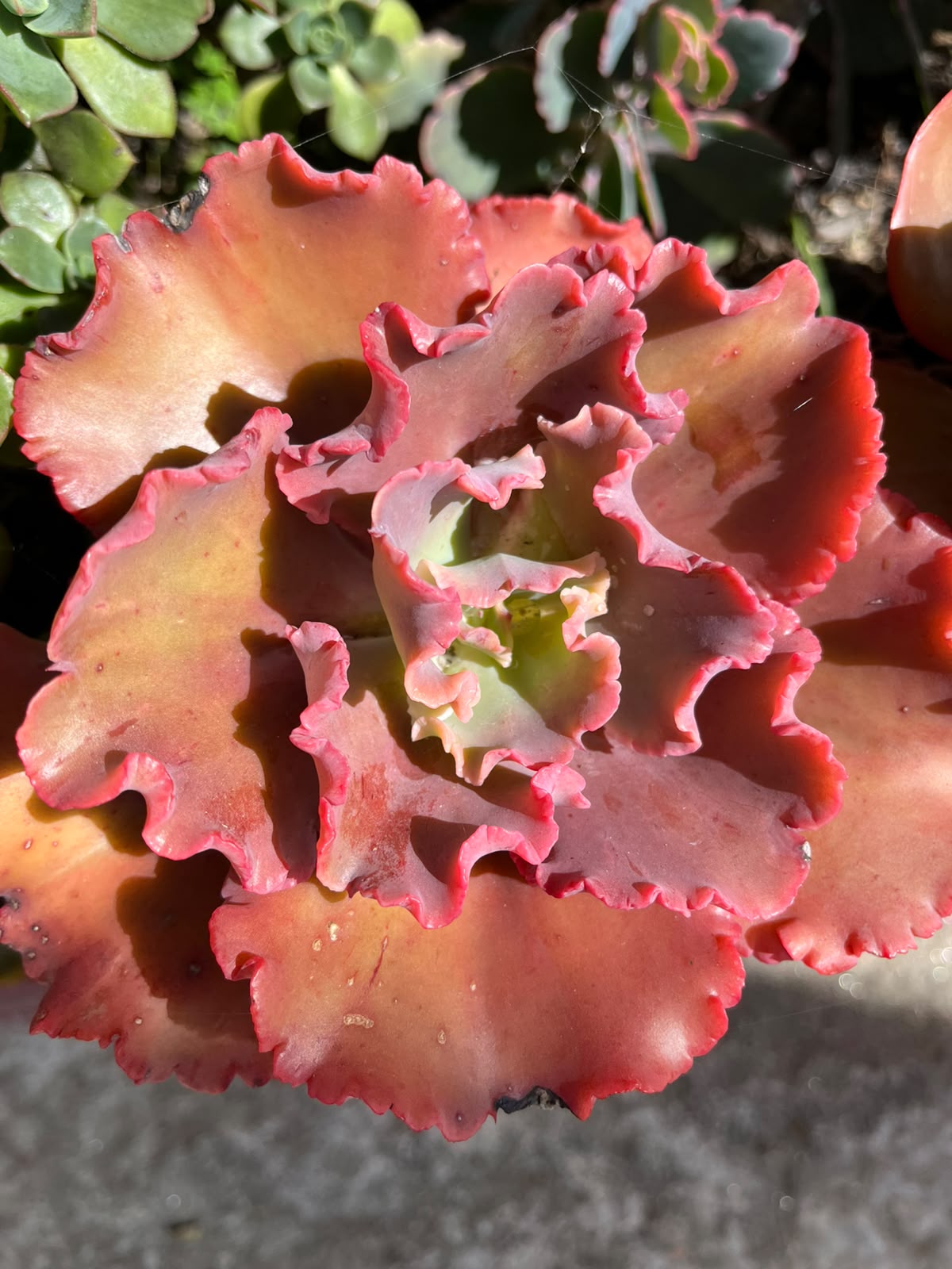 Ruffled Coral Echeveria