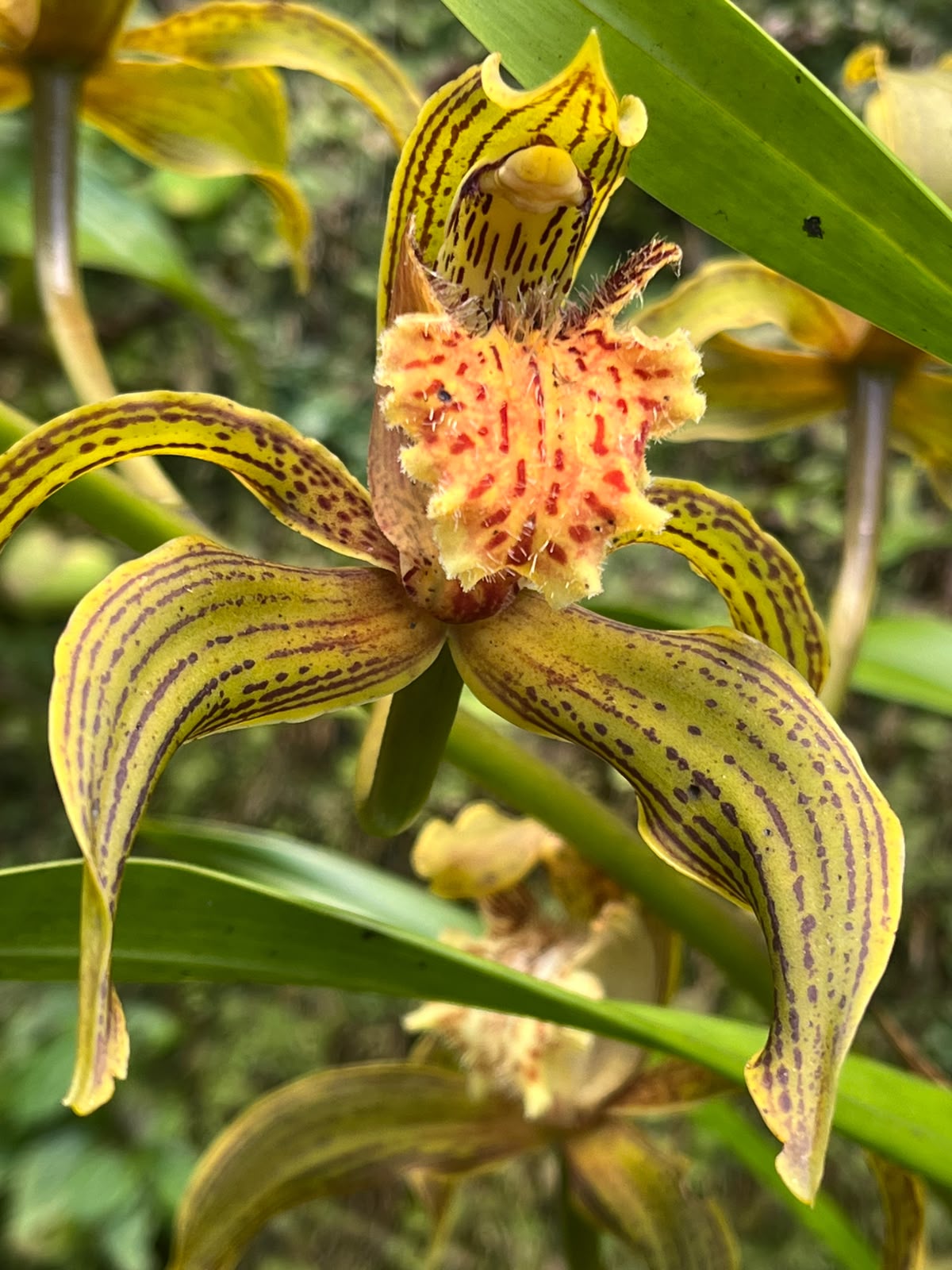 Himalayan Tiger Orchid